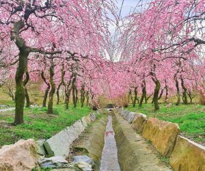 いなべ市農業公園、梅林公園、3月の春の花、三重県いなべ市の観光・撮影スポットの画像と写真