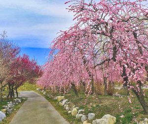 いなべ市農業公園、梅林公園、3月の春の花、三重県いなべ市の観光・撮影スポットの画像と写真