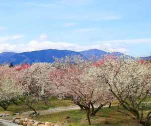 いなべ市農業公園、梅林公園、3月の春の花、三重県いなべ市の観光・撮影スポットの画像と写真