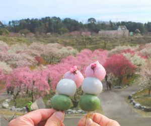 いなべ市農業公園、梅林公園、3月の春の花、三重県いなべ市の観光・撮影スポットの画像と写真