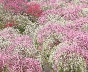 いなべ市農業公園、梅林公園、3月の春の花、三重県いなべ市の観光・撮影スポットの画像と写真