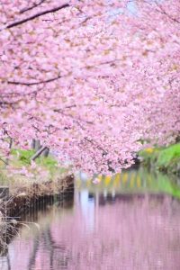 松阪河津桜ロード、2月春の花、三重県松阪市の観光・撮影スポットの画像と写真