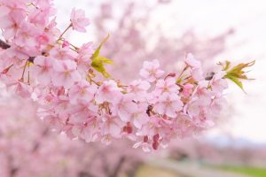 松阪河津桜ロード、2月春の花、三重県松阪市の観光・撮影スポットの画像と写真