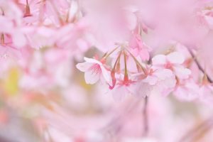 松阪河津桜ロード、2月春の花、三重県松阪市の観光・撮影スポットの画像と写真