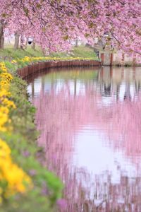 松阪河津桜ロード、2月春の花、三重県松阪市の観光・撮影スポットの画像と写真
