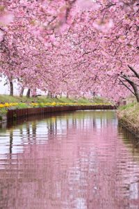 松阪河津桜ロード、2月春の花、三重県松阪市の観光・撮影スポットの画像と写真