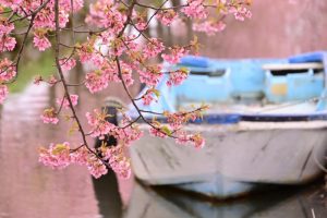 松阪河津桜ロード、2月春の花、三重県松阪市の観光・撮影スポットの画像と写真