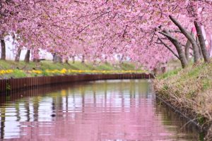 松阪河津桜ロード、2月春の花、三重県松阪市の観光・撮影スポットの画像と写真