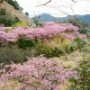 河村瑞賢公園、河津桜、3月春の花、三重県度会郡の観光・撮影スポットの画像と写真