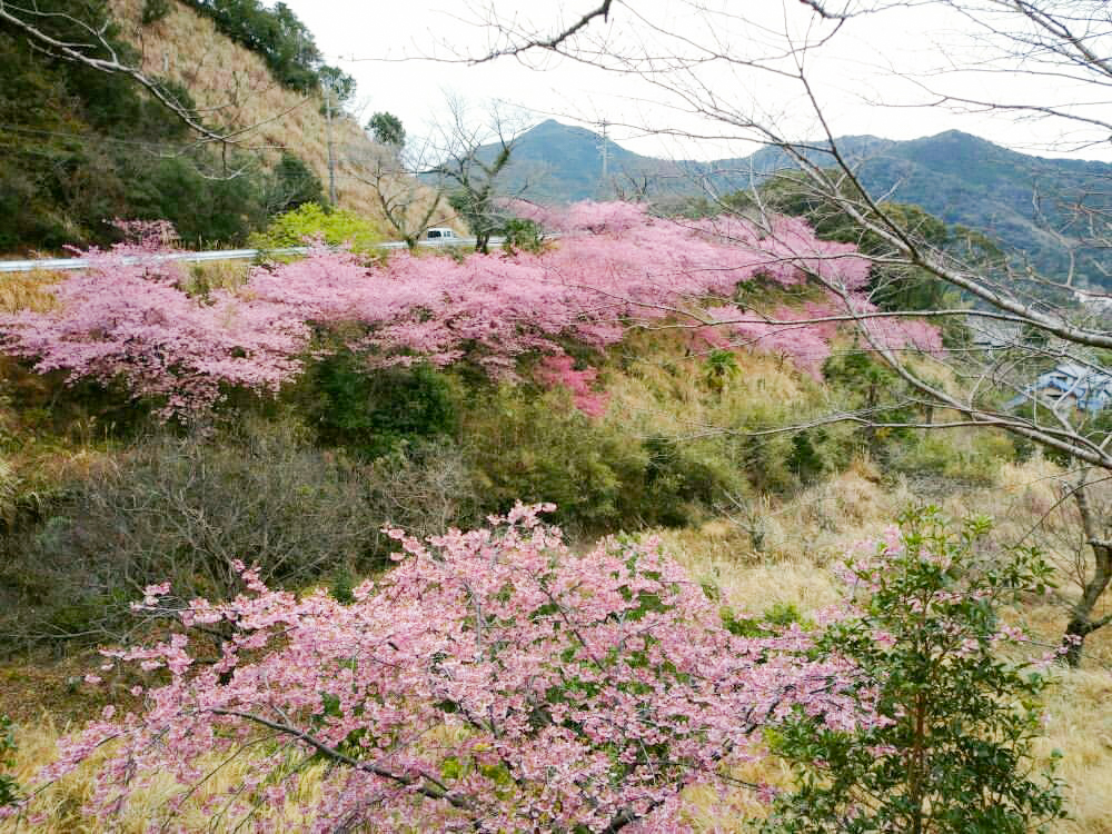 河村瑞賢公園、河津桜、3月春の花、三重県度会郡の観光・撮影スポットの画像と写真