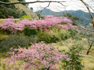 河村瑞賢公園、河津桜、3月春の花、三重県度会郡の観光・撮影スポットの画像と写真