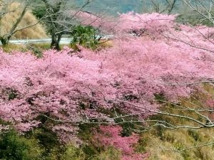 河村瑞賢公園、河津桜、3月春の花、三重県度会郡の観光・撮影スポットの画像と写真