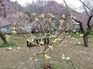 木下しだれ梅園、2月の春の花、愛知県新城市の観光・撮影スポットの画像と写真