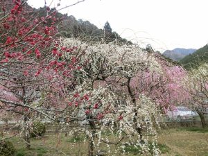 木下しだれ梅園、2月の春の花、愛知県新城市の観光・撮影スポットの画像と写真