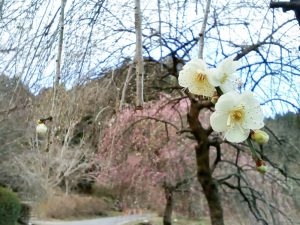 木下しだれ梅園、2月の春の花、愛知県新城市の観光・撮影スポットの画像と写真