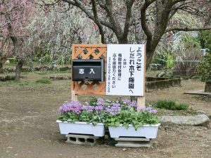 木下しだれ梅園、2月の春の花、愛知県新城市の観光・撮影スポットの画像と写真
