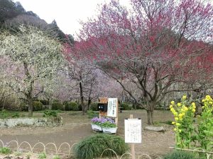 木下しだれ梅園、2月の春の花、愛知県新城市の観光・撮影スポットの画像と写真