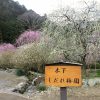 木下しだれ梅園、2月の春の花、愛知県新城市の観光・撮影スポットの画像と写真
