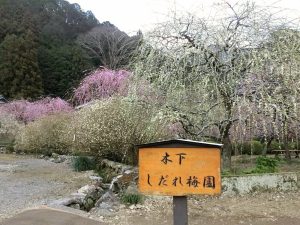 木下しだれ梅園、2月の春の花、愛知県新城市の観光・撮影スポットの画像と写真