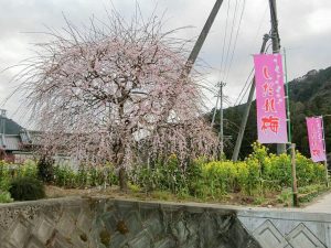 木下しだれ梅園、2月の春の花、愛知県新城市の観光・撮影スポットの画像と写真