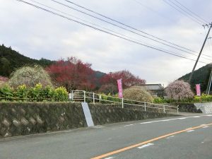 木下しだれ梅園、2月の春の花、愛知県新城市の観光・撮影スポットの画像と写真