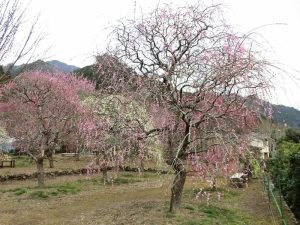 木下しだれ梅園、2月の春の花、愛知県新城市の観光・撮影スポットの画像と写真