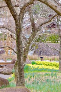 木曽三川公園センター、スイセン、3月春の花、岐阜県海津市の観光・撮影スポットの画像と写真