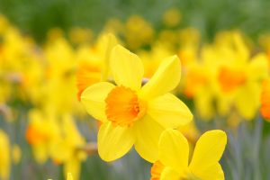 木曽三川公園センター、スイセン、3月春の花、岐阜県海津市の観光・撮影スポットの画像と写真