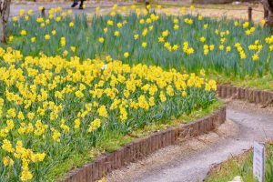 木曽三川公園センター、スイセン、3月春の花、岐阜県海津市の観光・撮影スポットの画像と写真