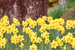 木曽三川公園センター、スイセン、3月春の花、岐阜県海津市の観光・撮影スポットの画像と写真