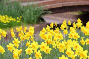 木曽三川公園センター、スイセン、3月春の花、岐阜県海津市の観光・撮影スポットの画像と写真