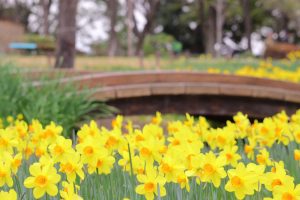 木曽三川公園センター、スイセン、3月春の花、岐阜県海津市の観光・撮影スポットの画像と写真
