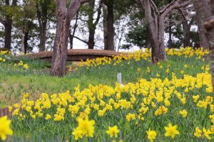 木曽三川公園センター、スイセン、3月春の花、岐阜県海津市の観光・撮影スポットの画像と写真