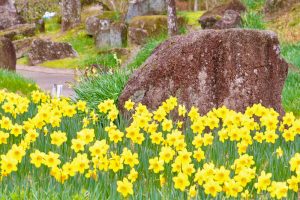 木曽三川公園センター、スイセン、3月春の花、岐阜県海津市の観光・撮影スポットの画像と写真
