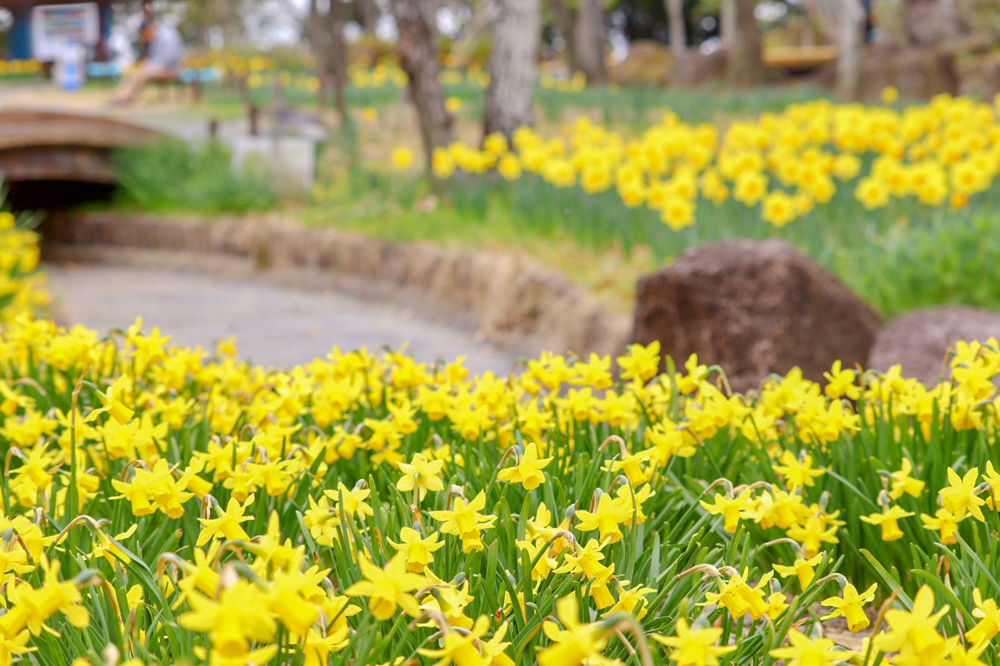 木曽三川公園センター、スイセン、3月春の花、岐阜県海津市の観光・撮影スポットの画像と写真