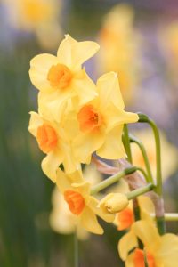 木曽三川公園センター、スイセン、3月春の花、岐阜県海津市の観光・撮影スポットの画像と写真