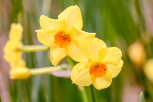 木曽三川公園センター、スイセン、3月春の花、岐阜県海津市の観光・撮影スポットの画像と写真
