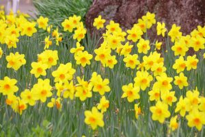 木曽三川公園センター、スイセン、3月春の花、岐阜県海津市の観光・撮影スポットの画像と写真