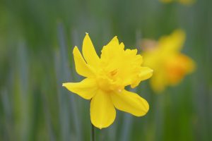 木曽三川公園センター、スイセン、3月春の花、岐阜県海津市の観光・撮影スポットの画像と写真