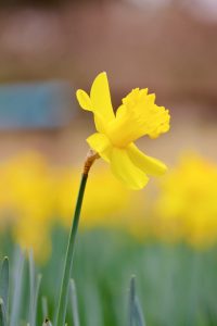 木曽三川公園センター、スイセン、3月春の花、岐阜県海津市の観光・撮影スポットの画像と写真