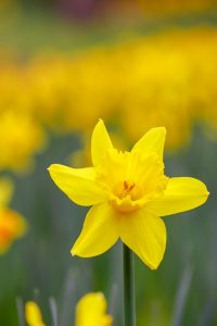 木曽三川公園センター、スイセン、3月春の花、岐阜県海津市の観光・撮影スポットの画像と写真木曽三川公園センター、スイセン、3月春の花、岐阜県海津市の観光・撮影スポットの画像と写真