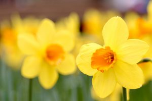 木曽三川公園センター、スイセン、3月春の花、岐阜県海津市の観光・撮影スポットの画像と写真