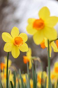 木曽三川公園センター、スイセン、3月春の花、岐阜県海津市の観光・撮影スポットの画像と写真