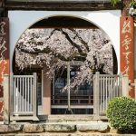 香積院、しだれ桜、3月春の花、名古屋市昭和区の観光・撮影スポットの画像と写真