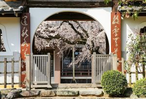 香積院、しだれ桜、3月春の花、名古屋市昭和区の観光・撮影スポットの画像と写真