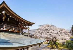 香積院、しだれ桜、3月春の花、名古屋市昭和区の観光・撮影スポットの画像と写真