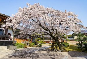 香積院、しだれ桜、3月春の花、名古屋市昭和区の観光・撮影スポットの画像と写真香積院、しだれ桜、3月春の花、名古屋市昭和区の観光・撮影スポットの画像と写真
