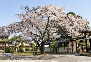 香積院、しだれ桜、3月春の花、名古屋市昭和区の観光・撮影スポットの画像と写真香積院、しだれ桜、3月春の花、名古屋市昭和区の観光・撮影スポットの画像と写真
