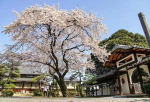香積院、しだれ桜、3月春の花、名古屋市昭和区の観光・撮影スポットの画像と写真