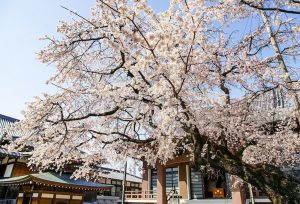 香積院、しだれ桜、3月春の花、名古屋市昭和区の観光・撮影スポットの画像と写真